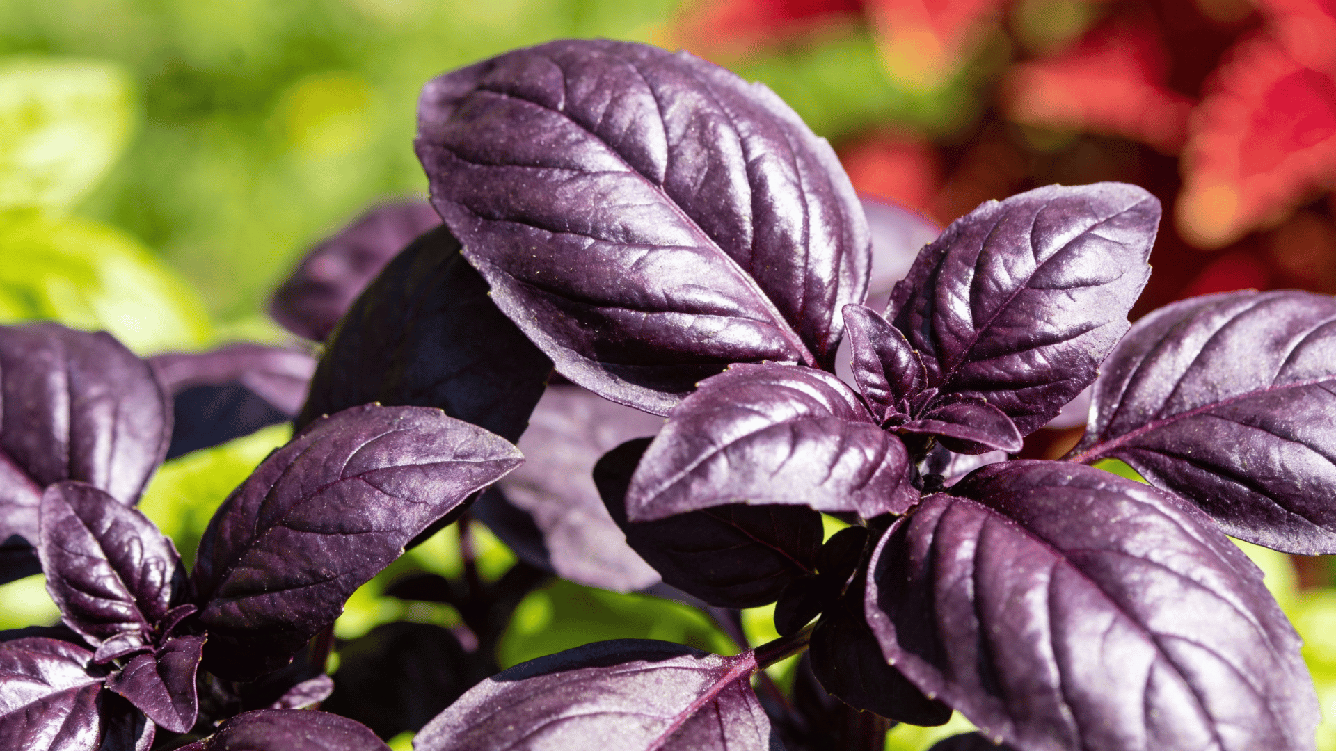 a close-up, eye-level shot showcases a cluster of deep purple basil leaves the leaves are richly colored,