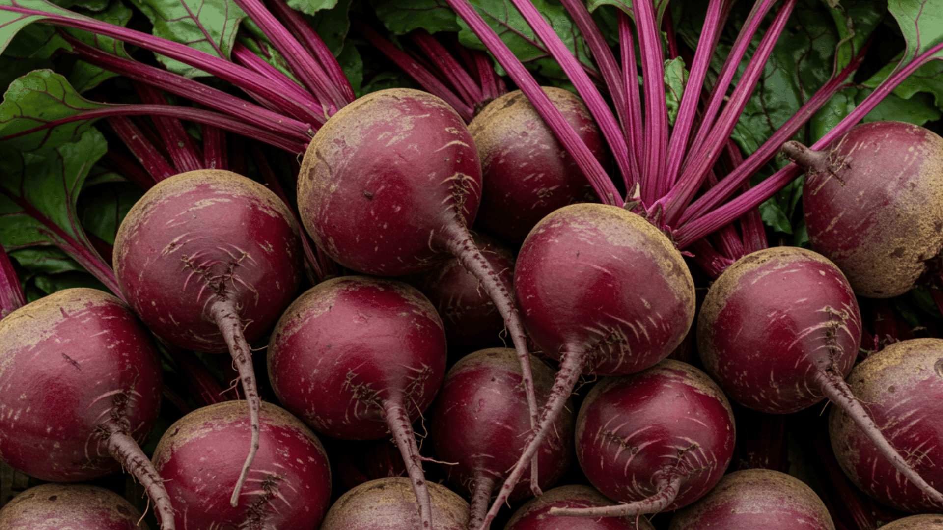 a close-up, overhead shot captures a pile of fresh beets with their vibrant green leaves and deep purple stems