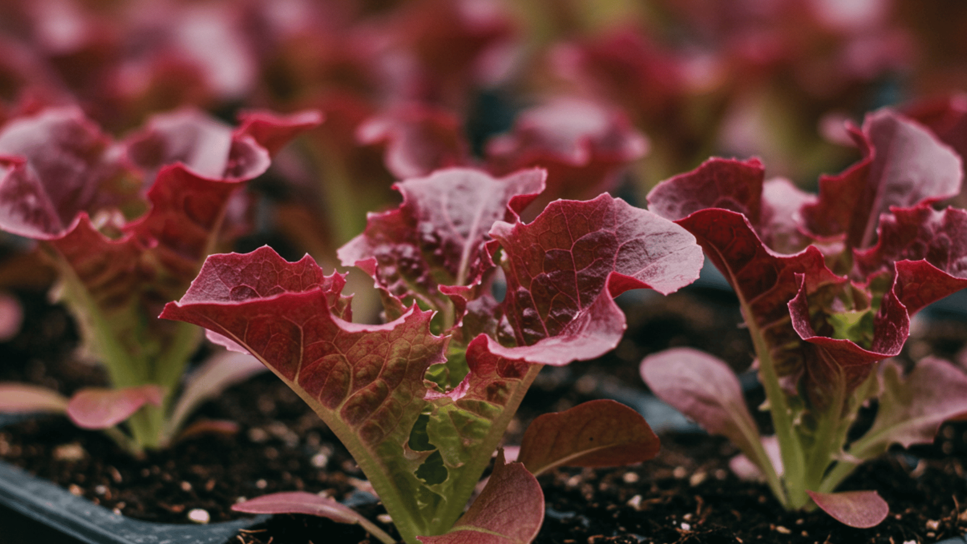 a close-up, shallow depth of field shot shows a tray of red leaf lettuce seedlings the leaves are ruffled and have a deep red color