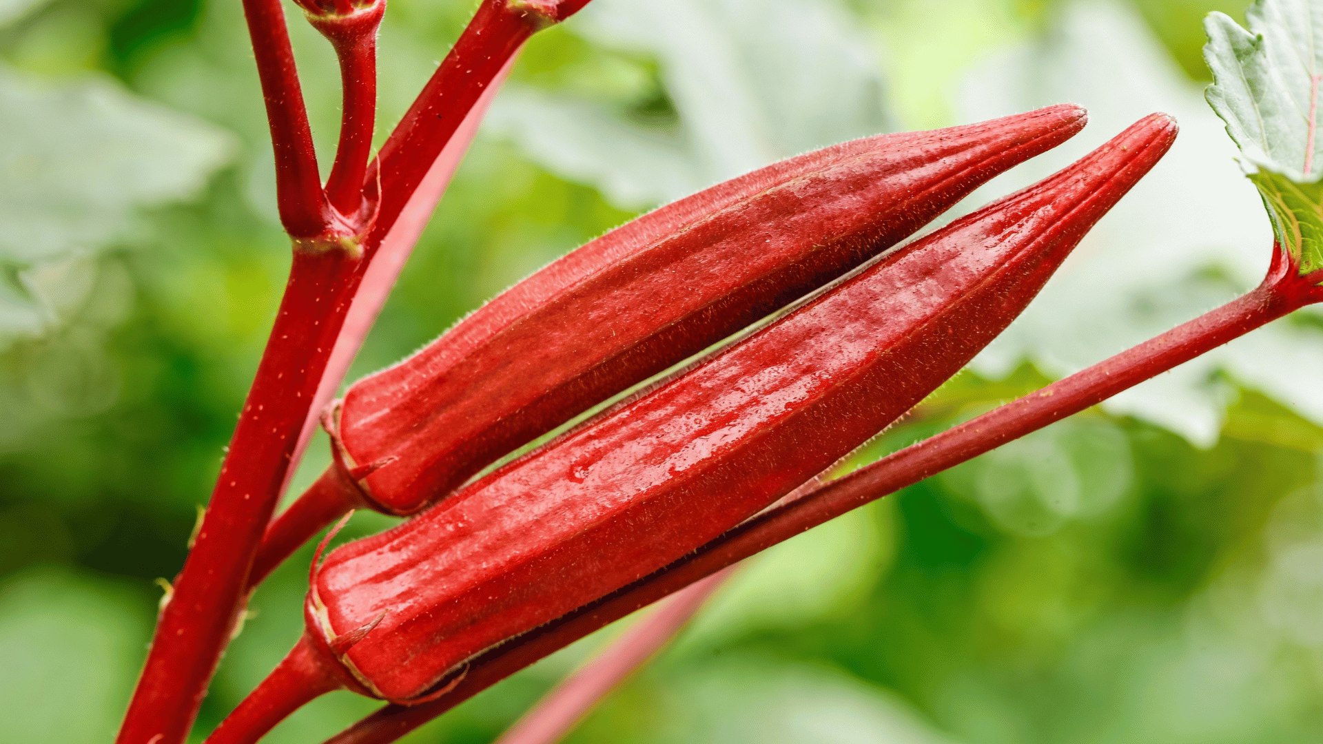a close-up shot focuses on two deep purple okra pods growing on a plant the pods are elongated and ribbed,