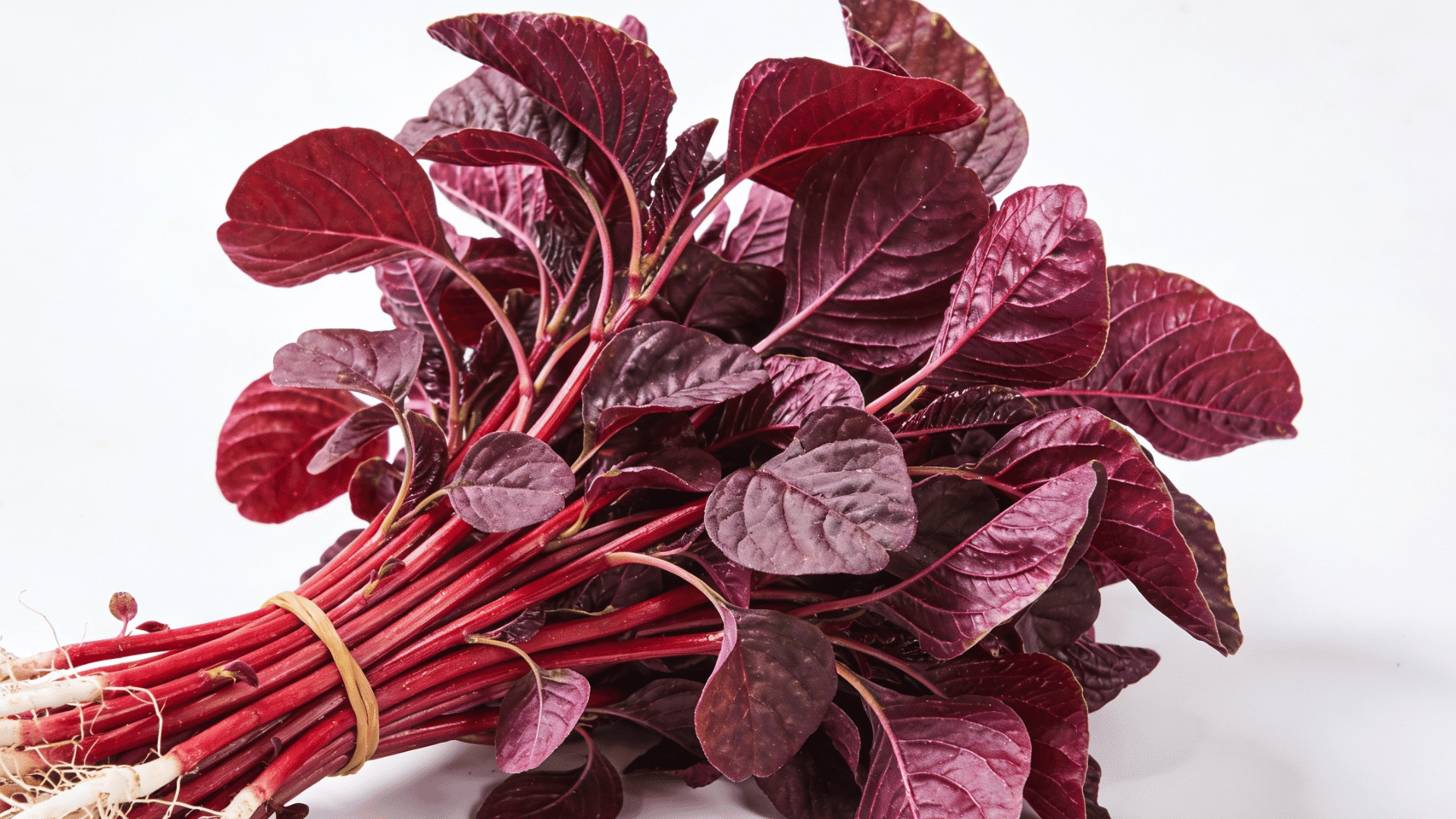 bunch of purple amaranth with its roots is displayed on a white surface. The amaranth is tied with a rubber band