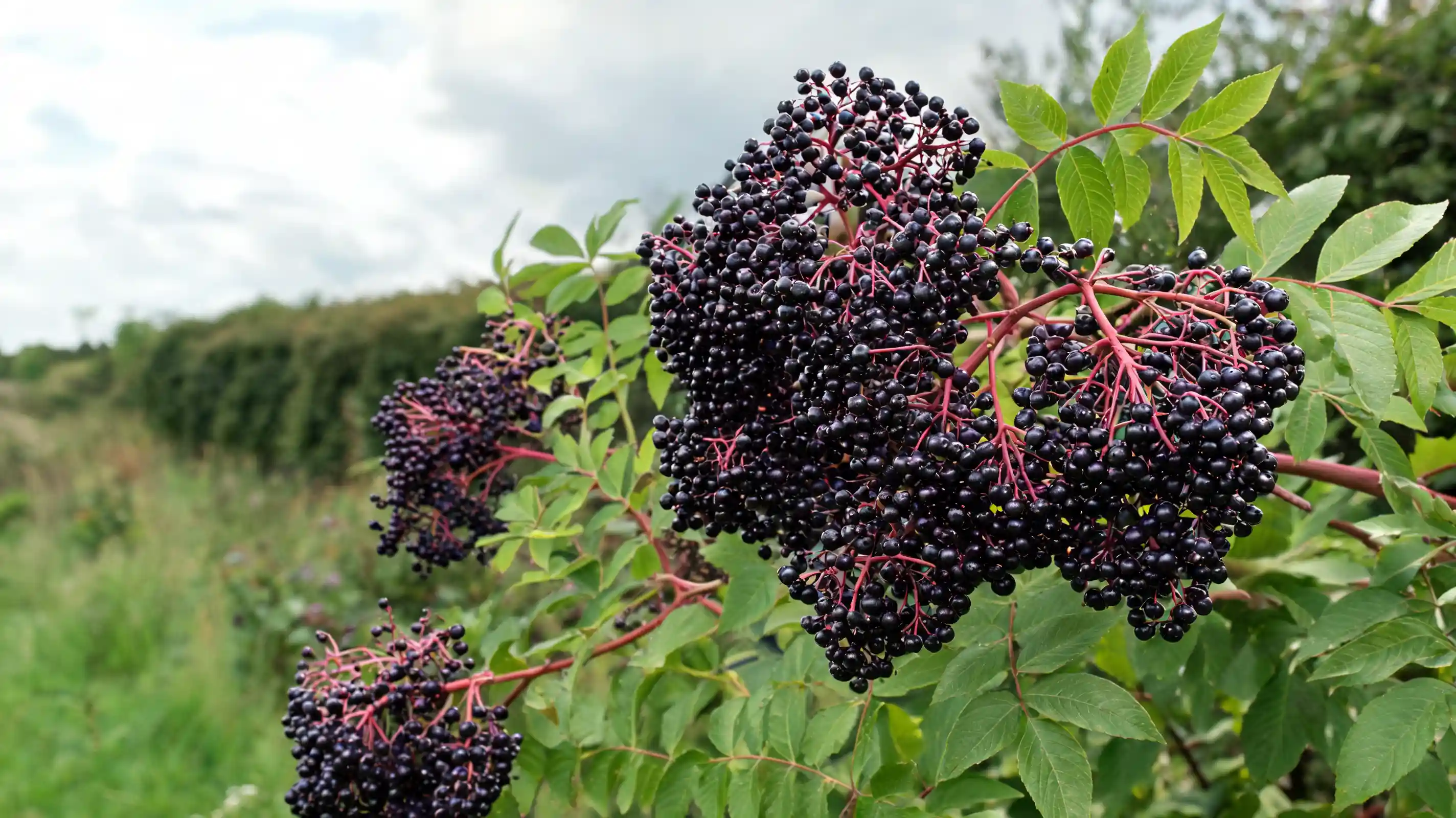 dark purple elderberries growing on a shrub
