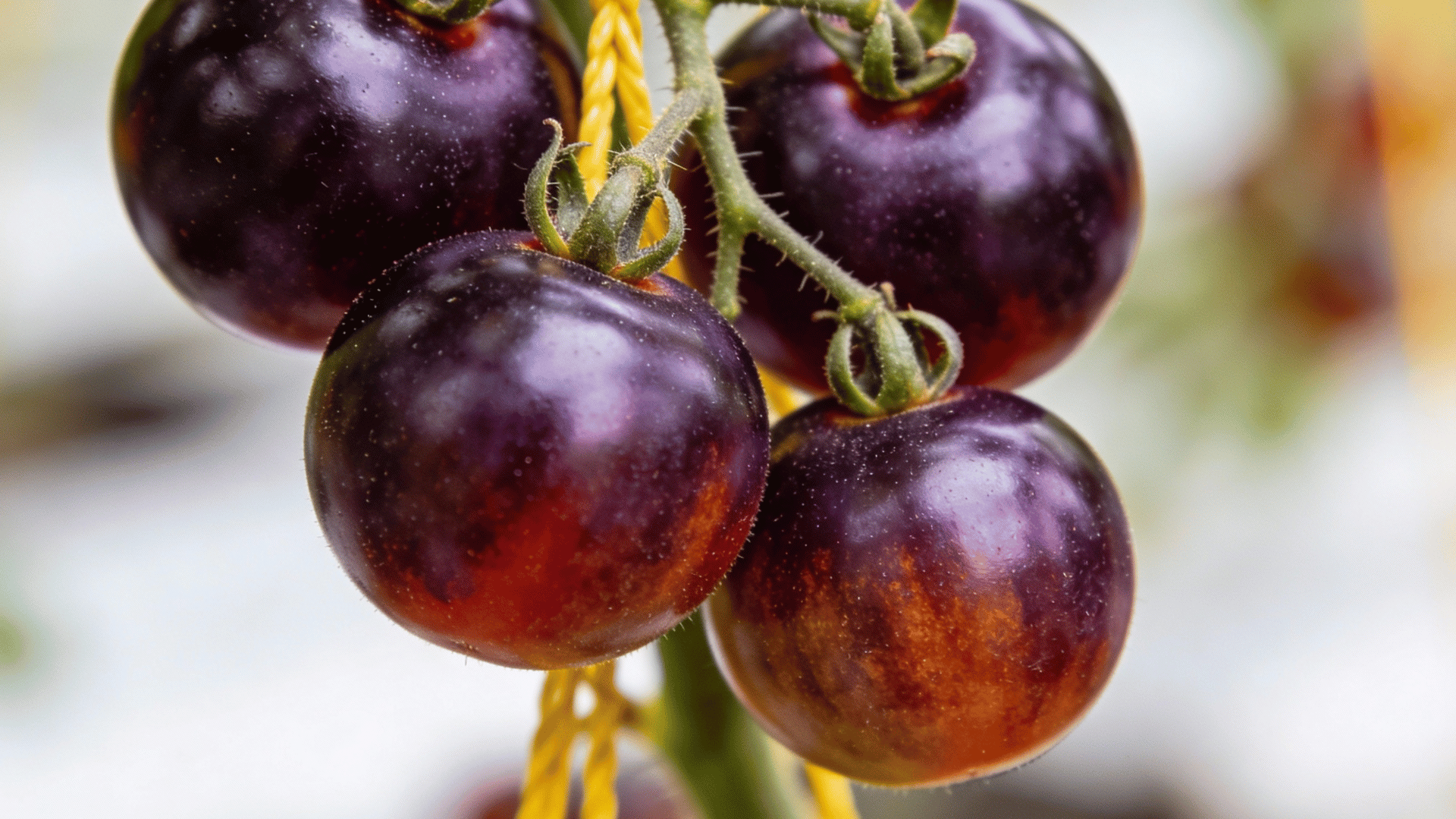 eye-level shot focuses on a cluster of four ripe, dark purple cherry tomatoes hanging from a vine