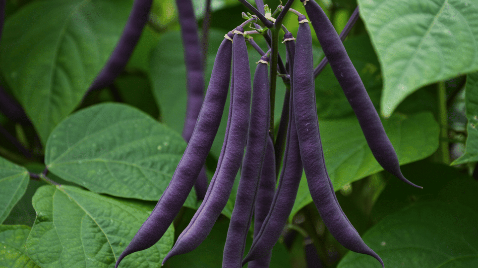 eye-level shot focuses on a cluster of vibrant purple string beans hanging from a vine. The beans,
