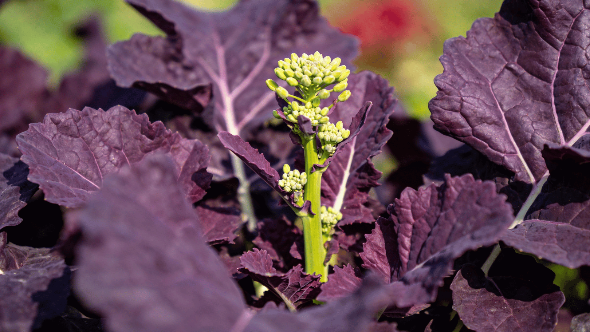 eye-level shot focuses on the flowering stalk of a purple mustard plant the stalk, a vibrant green,