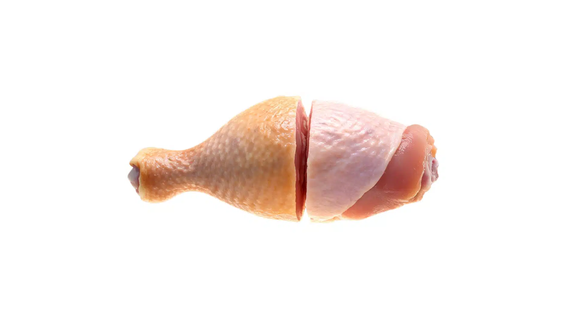 raw chicken drumstick cut showing skin and meat layers separated on white background