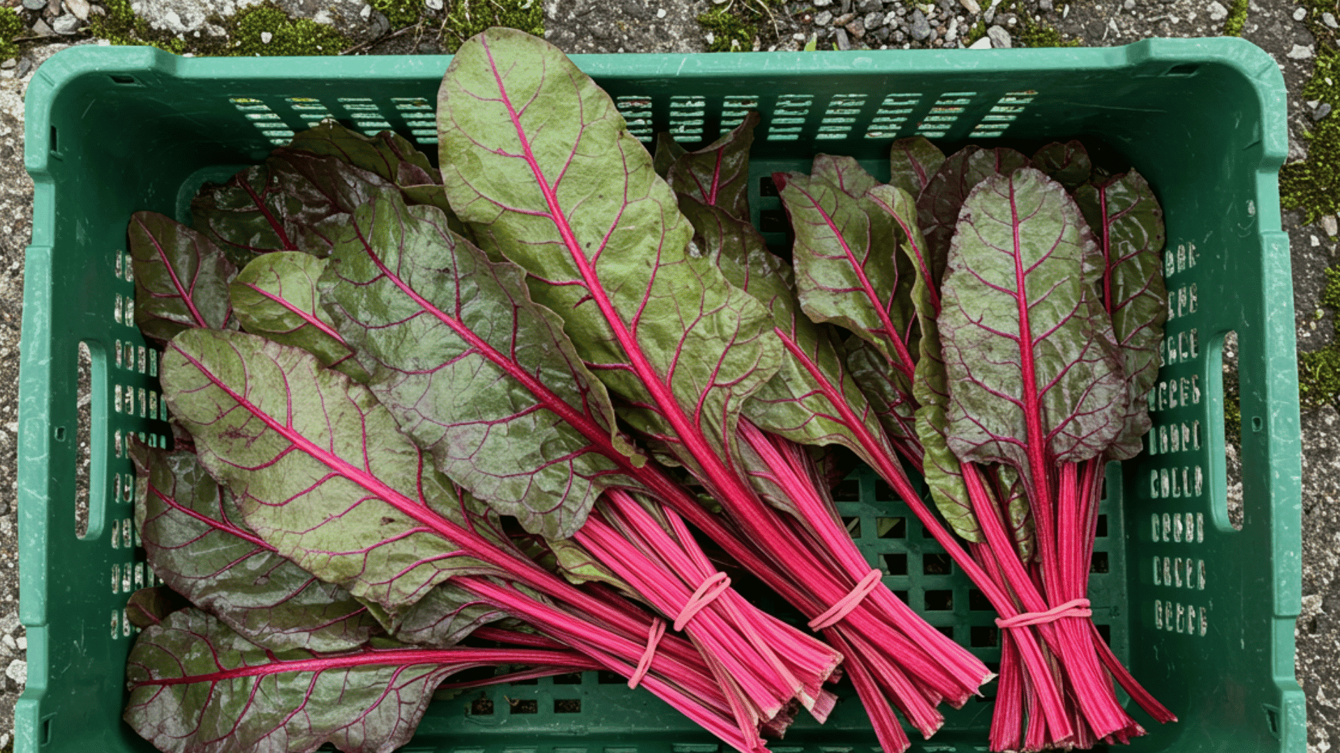 shot shows a green plastic crate filled with ruby purple chard the chard is bunched together with pink rubber bands,