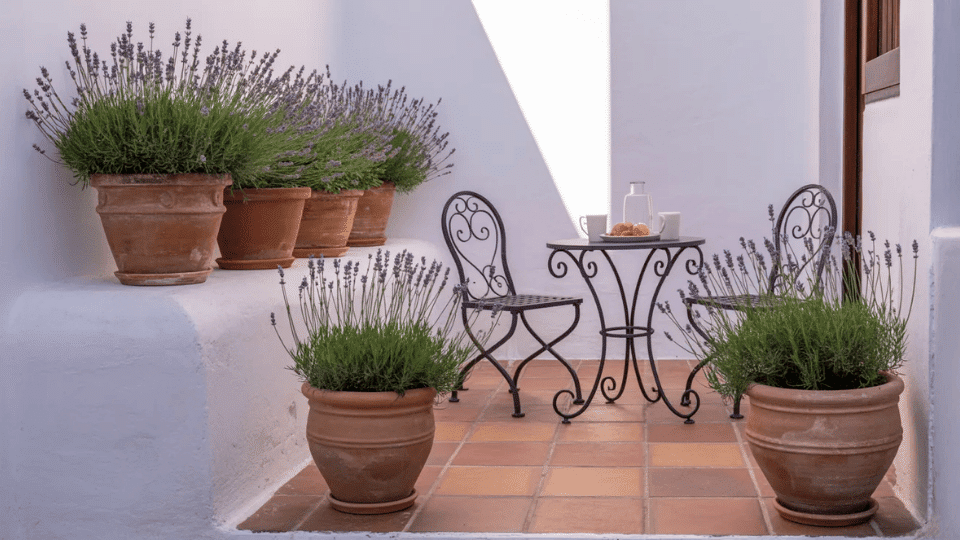 small patio with whitewashed walls terracotta pots trailing lavender and a wrought iron bistro set in warm sunlight