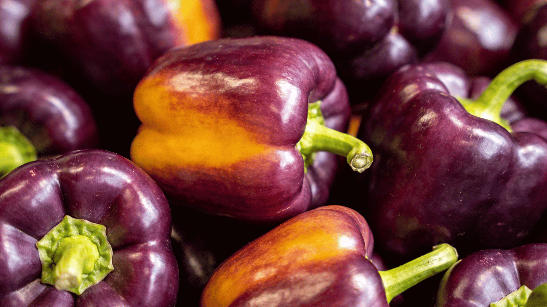 vibrant pile of purple bell peppers, with some yellow and orange peppers peeking through in the background.