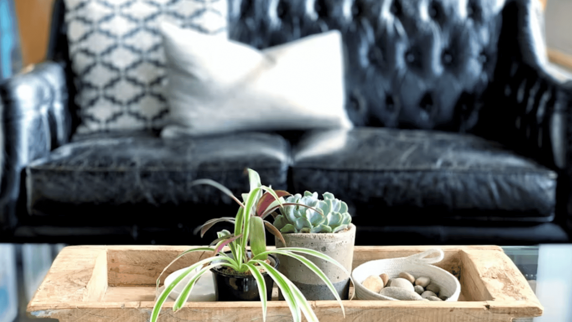 wooden tray with potted plants and decorative stones placed on a glass coffee table before a leather sofa