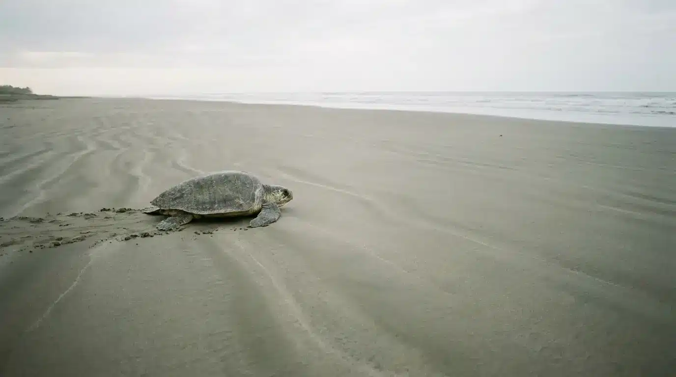 Sea turtle crawling on sandy beach toward ocean under cloudy sky